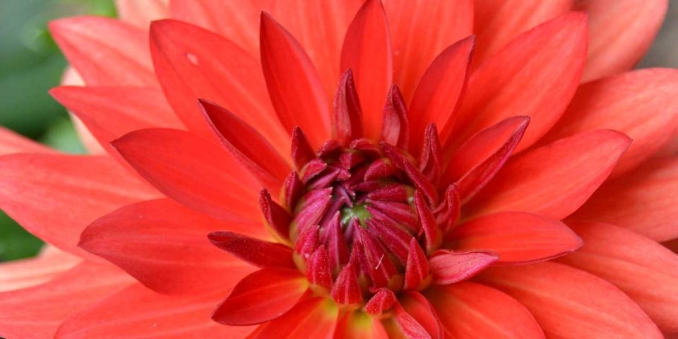 red dahlia